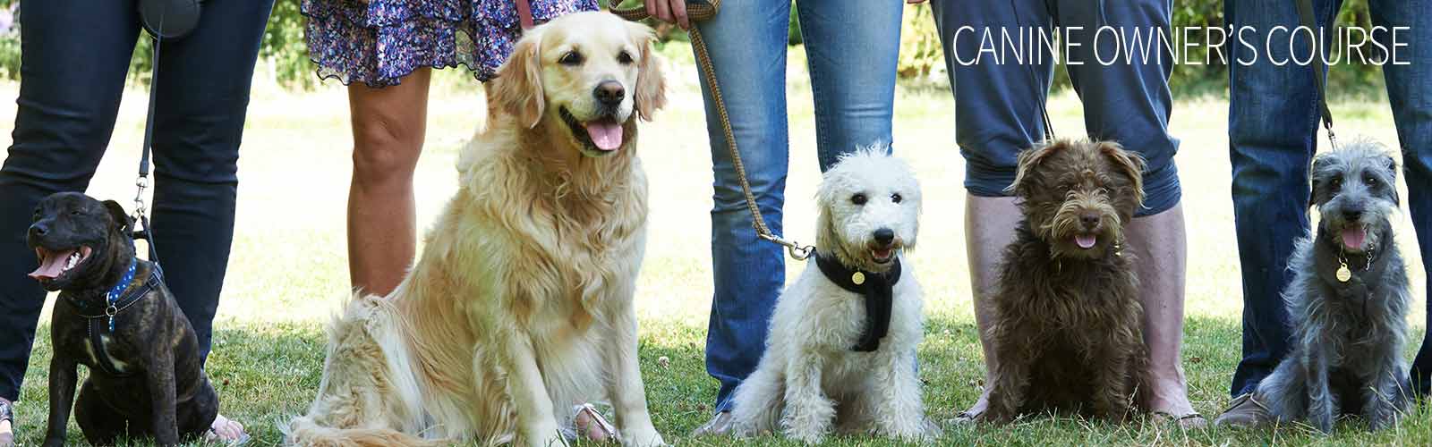 Holistic course for canine owner's