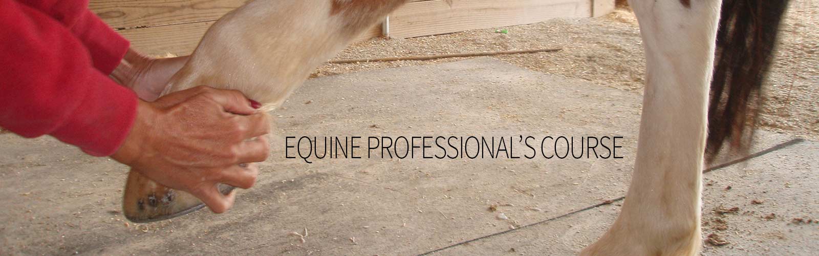 Holistic training for equine professionals
